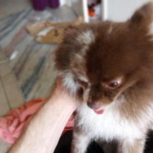 Image of unknown, Found Dog