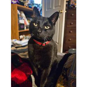 Image of Shadow, Lost Cat