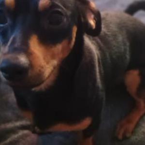 Image of Rufus Culp, Lost Dog