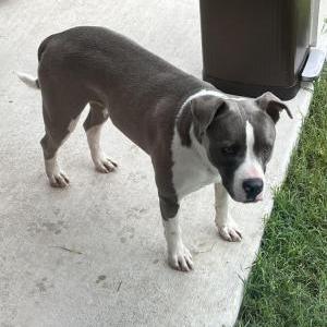 Image of Unknown, Found Dog