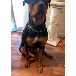 Lost Dog Gina