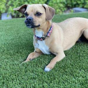 Image of Dexter, Lost Dog