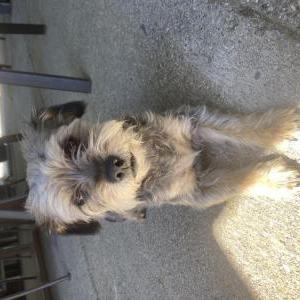 Image of Buddy, Lost Dog