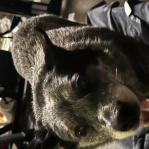 Image of Unknown, Found Dog
