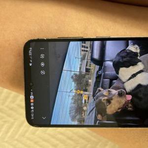 Image of Nova, Lost Dog