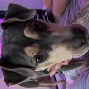 2nd Image of Nova, Lost Dog