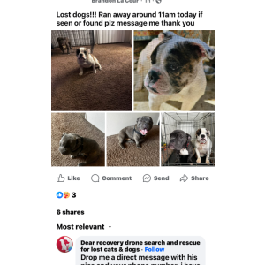 Image of Mya nd Rocco, Lost Dog