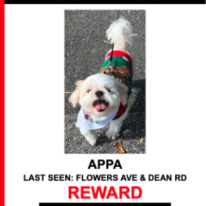 Lost Dog Appa