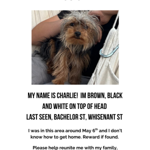 Lost Dog Charlie