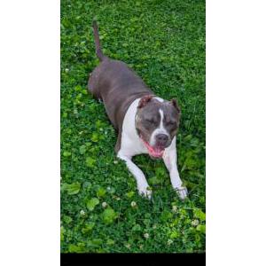 Lost Dog Hippo