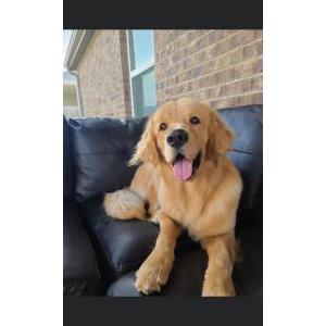Lost Dog Max