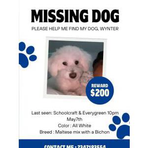 Lost Dog Wynter