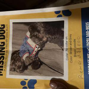 Lost Dog Blue Rivers