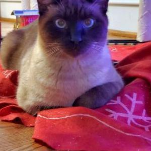 Image of Alex, Lost Cat