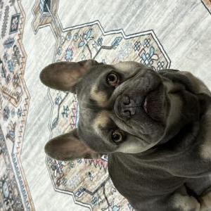 Image of Thunder, Lost Dog