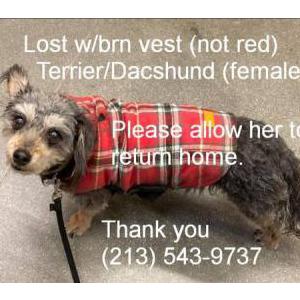 Image of Sally, Lost Dog