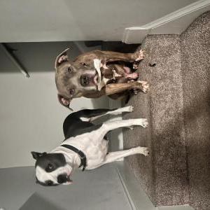 Lost Dog Indigo and Diezel