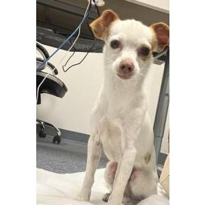 Found Dog Unknown