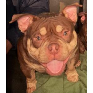 Lost Dog Melchizedek