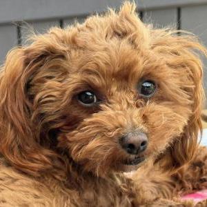 Lost Dog Bella