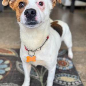 Image of Pip, Lost Dog