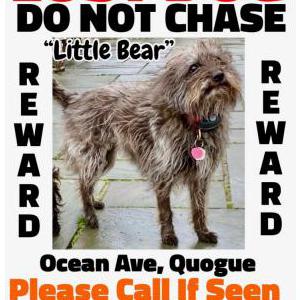 Lost Dog Little Bear