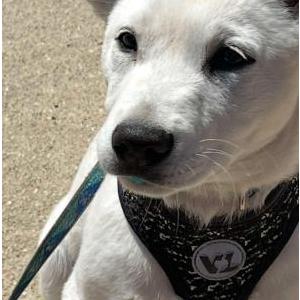 Lost Dog Anna