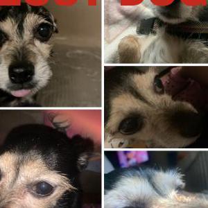 Lost Dog Brooklyn