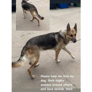 Image of Bailey or Lola, Lost Dog