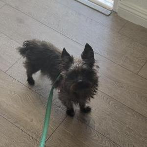 Image of Monchies, Lost Dog