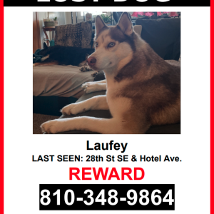 Lost Dog Laufey