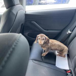 Image of Coco, Lost Dog