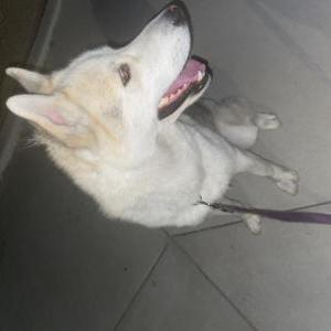 Image of Unknown, Found Dog