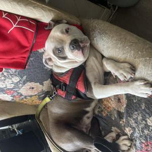 Lost Dog Mamas/Chunky