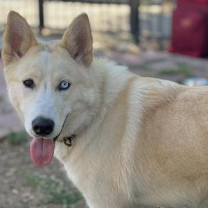 Image of Mylo, Lost Dog