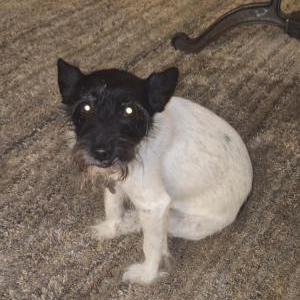 Image of Ollie, Lost Dog