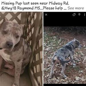 Lost Dog Rilo