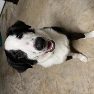Lost Dog November