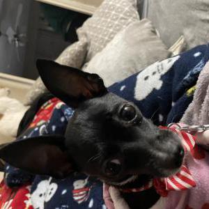 Image of Misha, Lost Dog