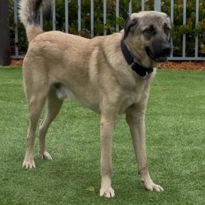 Image of Kai, Lost Dog