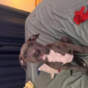 Image of Milo, Lost Dog