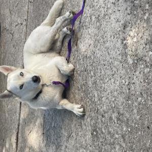 Found Dog Unknown