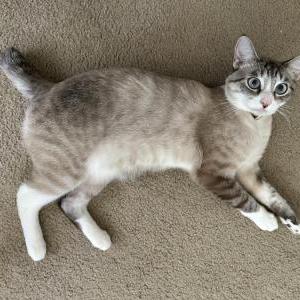 Image of Zeus, Lost Cat