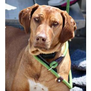 Image of Stella, Lost Dog