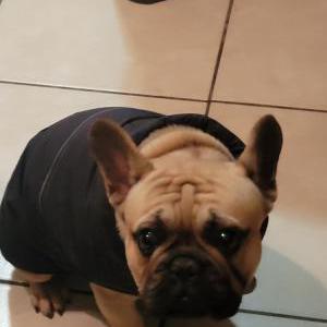 Image of Pierre, Lost Dog