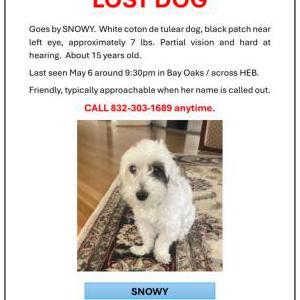 Image of Snowy, Lost Dog