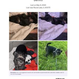Image of Benito, Lost Dog