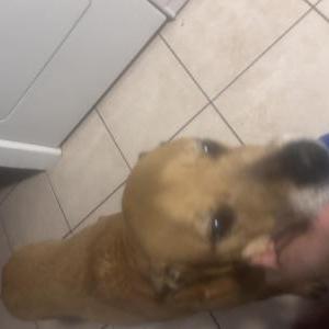 Image of Luna, Lost Dog