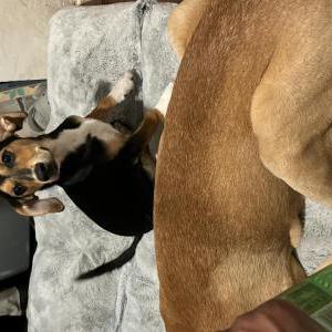 Image of Wednesday / Chubby, Lost Dog