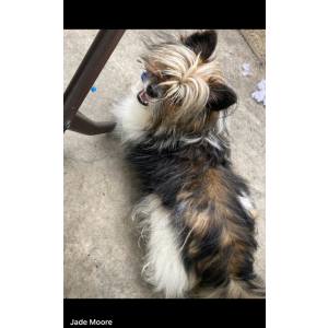 Image of Corn, Lost Dog